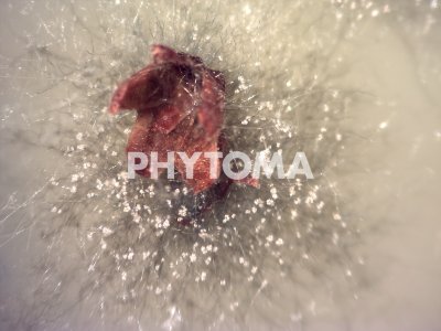 Botrytis cinerea
